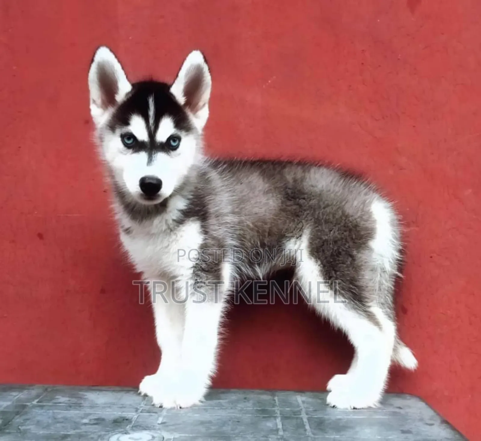 1-3 months Male Purebred Siberian Husky
