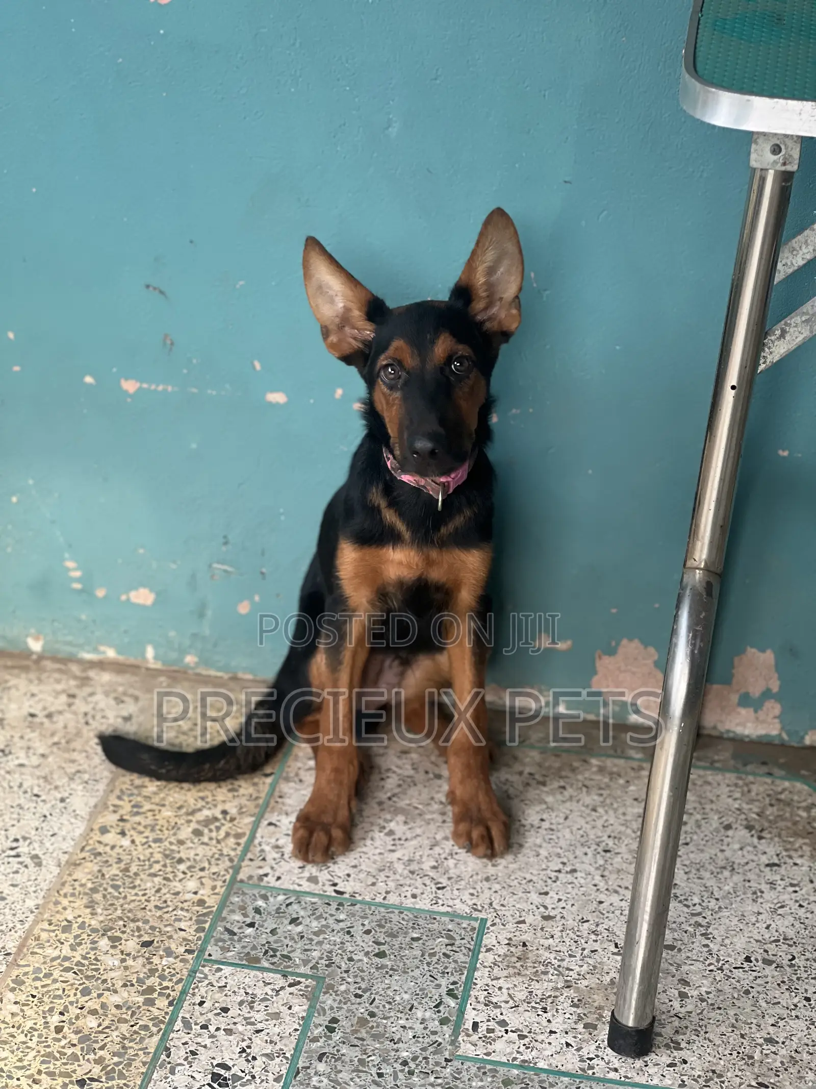 1-3 months Male Purebred German Shepherd