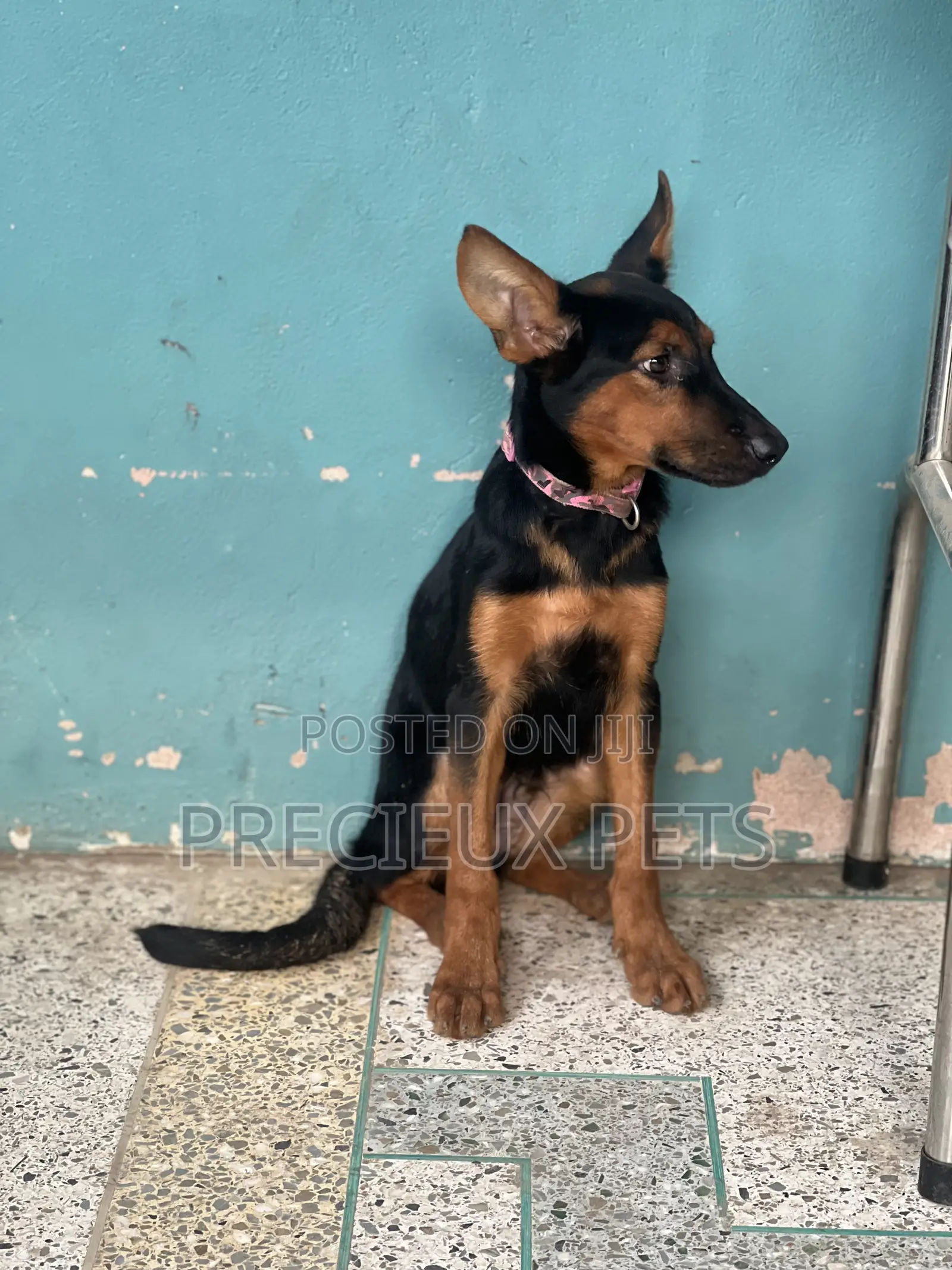 1-3 months Male Purebred German Shepherd