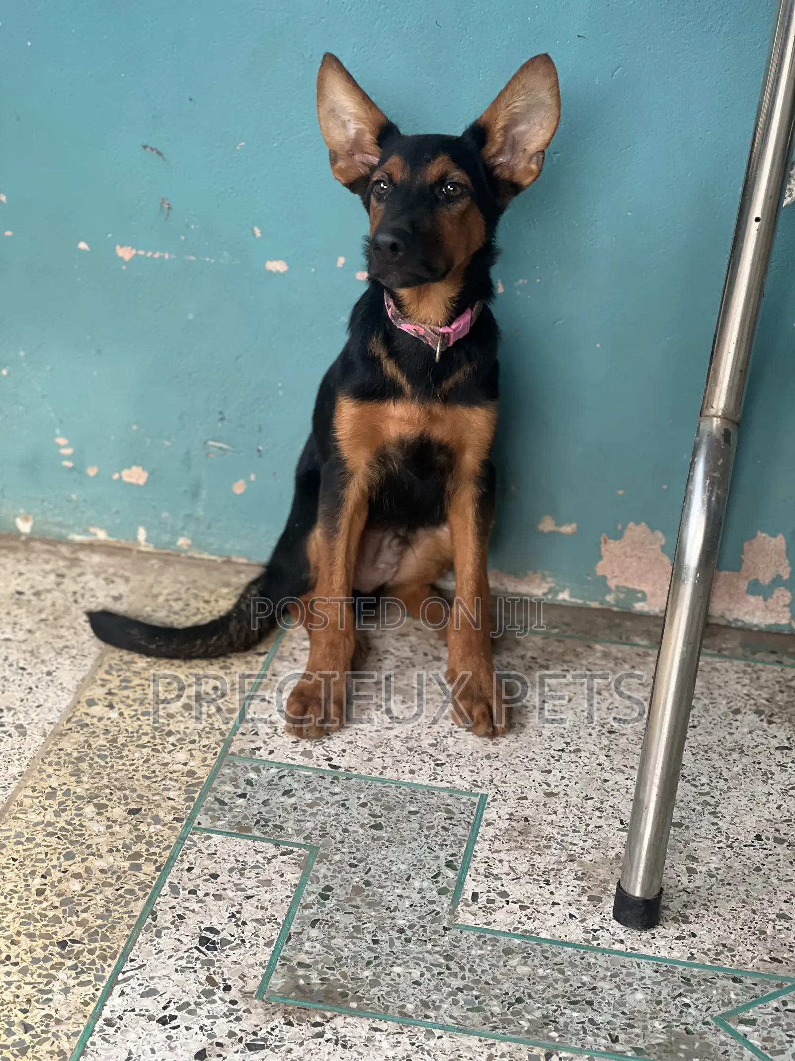 1-3 months Male Purebred German Shepherd