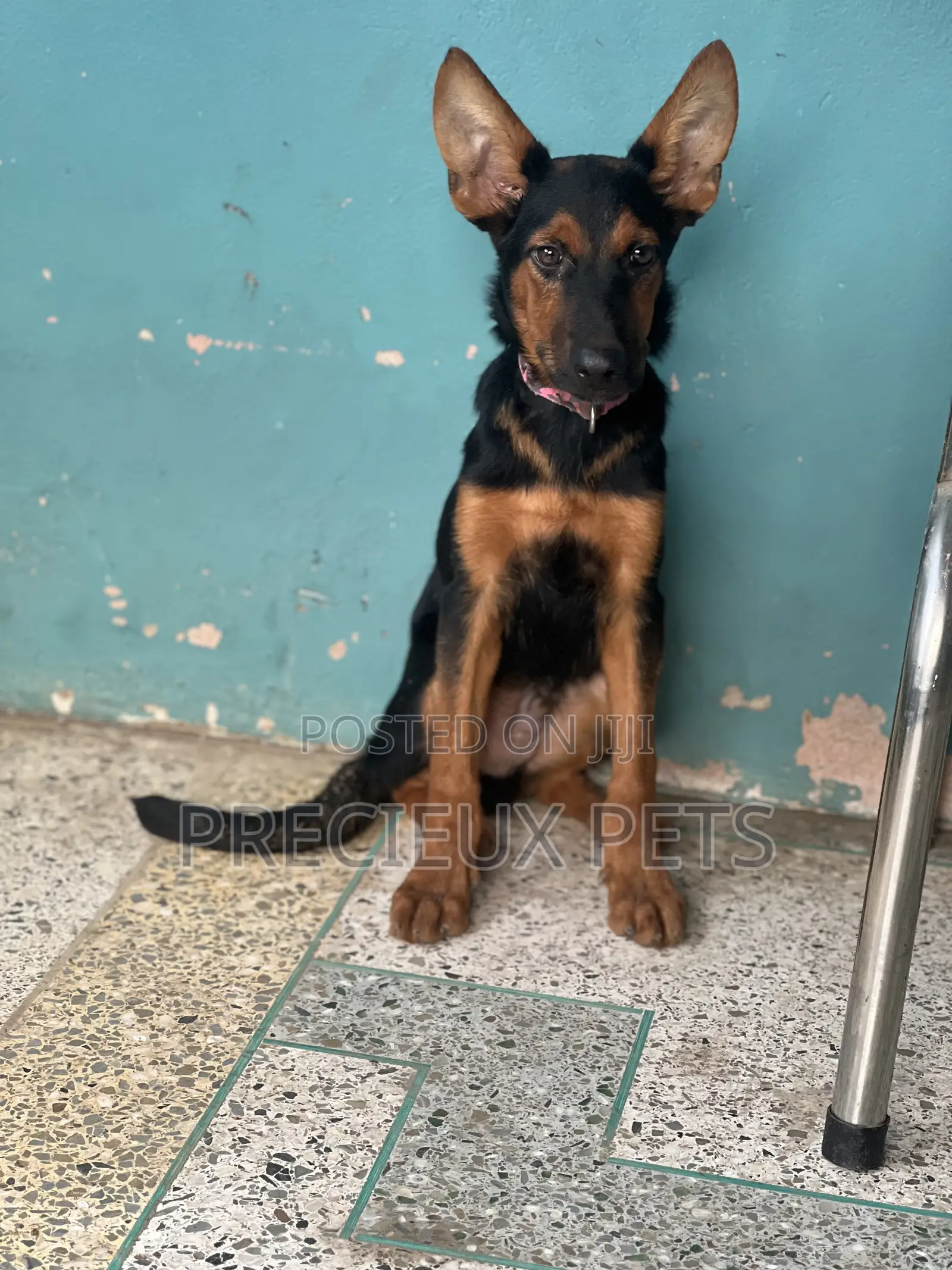 1-3 months Male Purebred German Shepherd