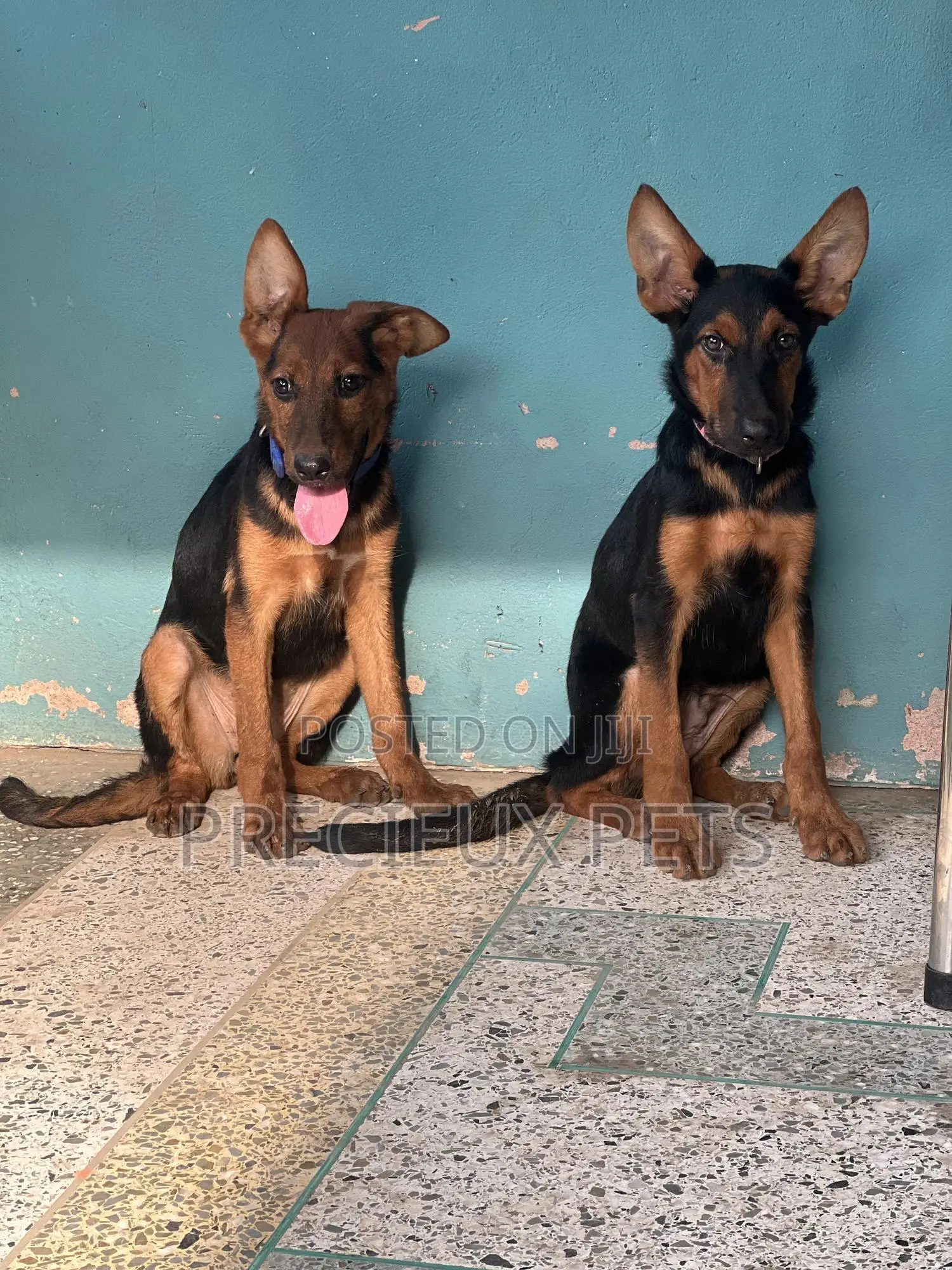1-3 months Female Purebred German Shepherd