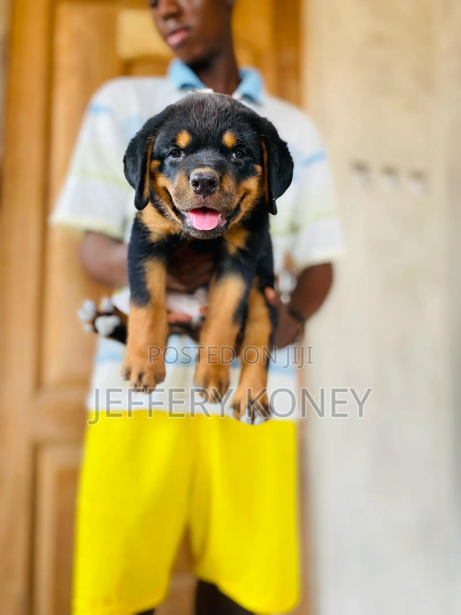 1-3 months Male Purebred Rottweiler