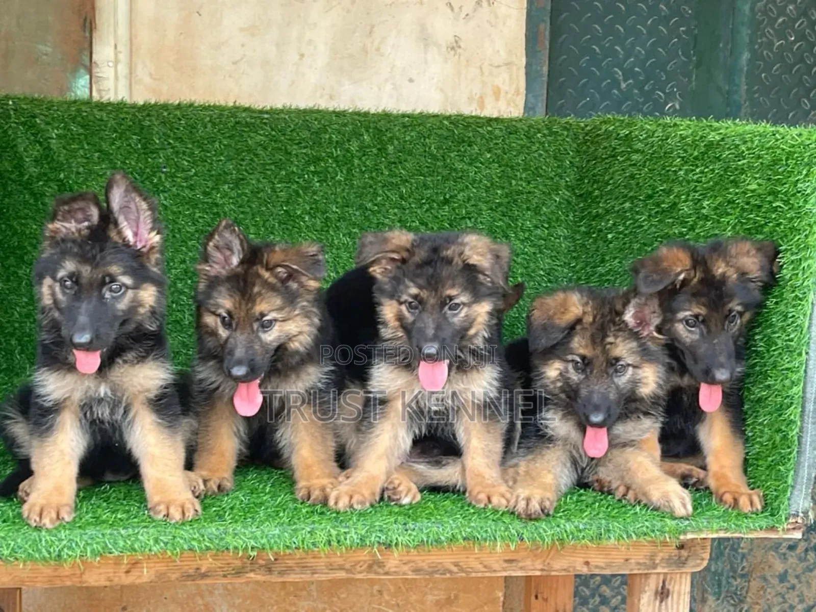 1-3 months Female Purebred German Shepherd