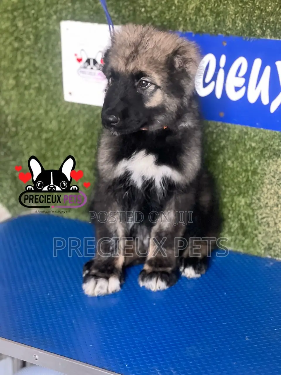 1-3 months Male Purebred Caucasian Shepherd