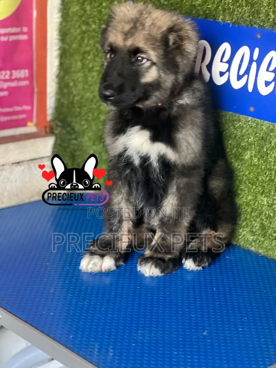 1-3 months Male Purebred Caucasian Shepherd