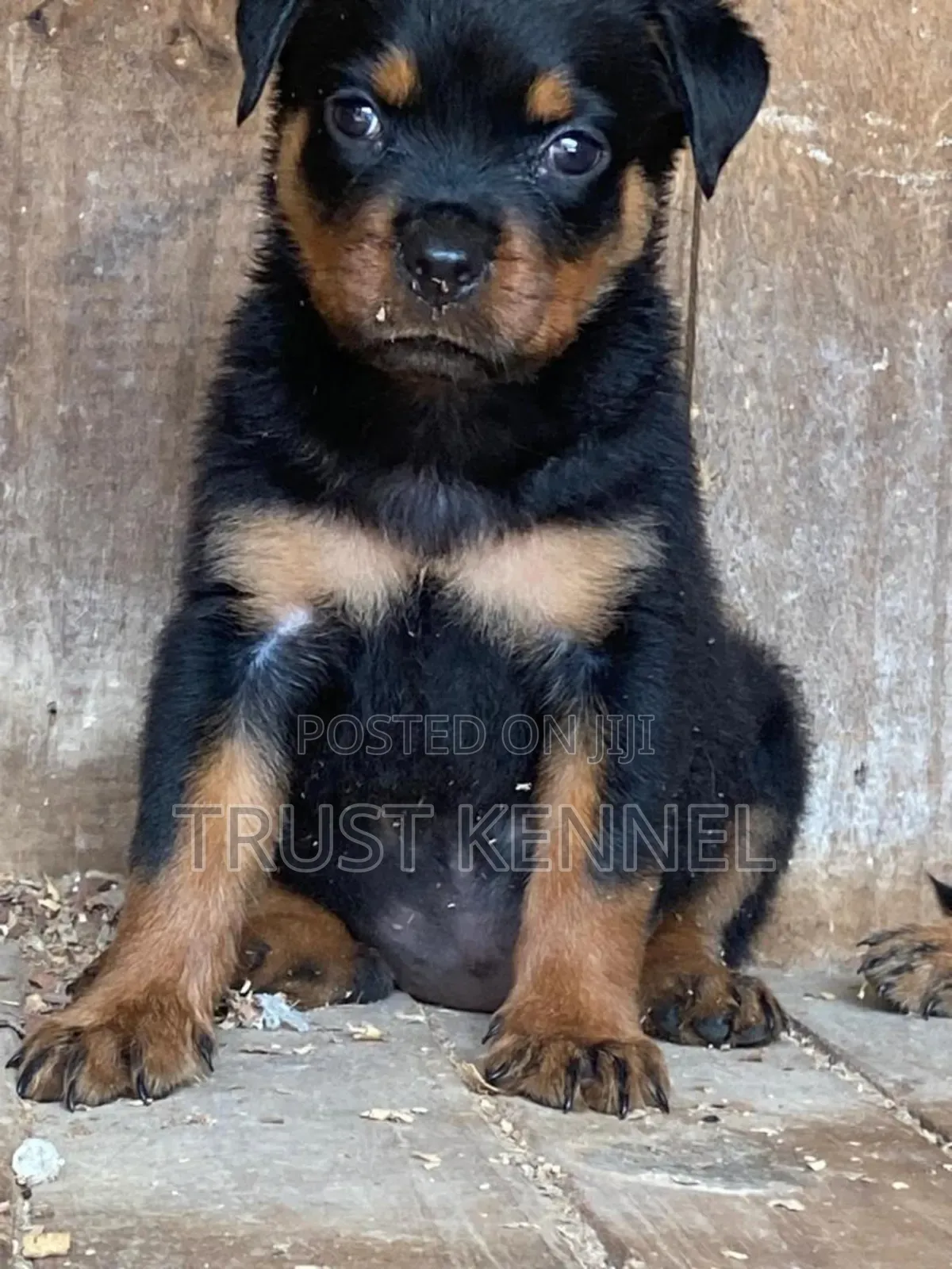 1-3 months Male Purebred Rottweiler