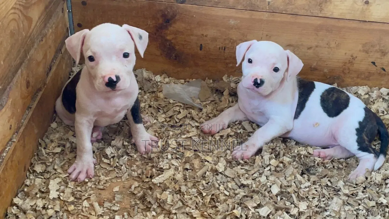 1-3 months Female Purebred American Pit Bull Terrier