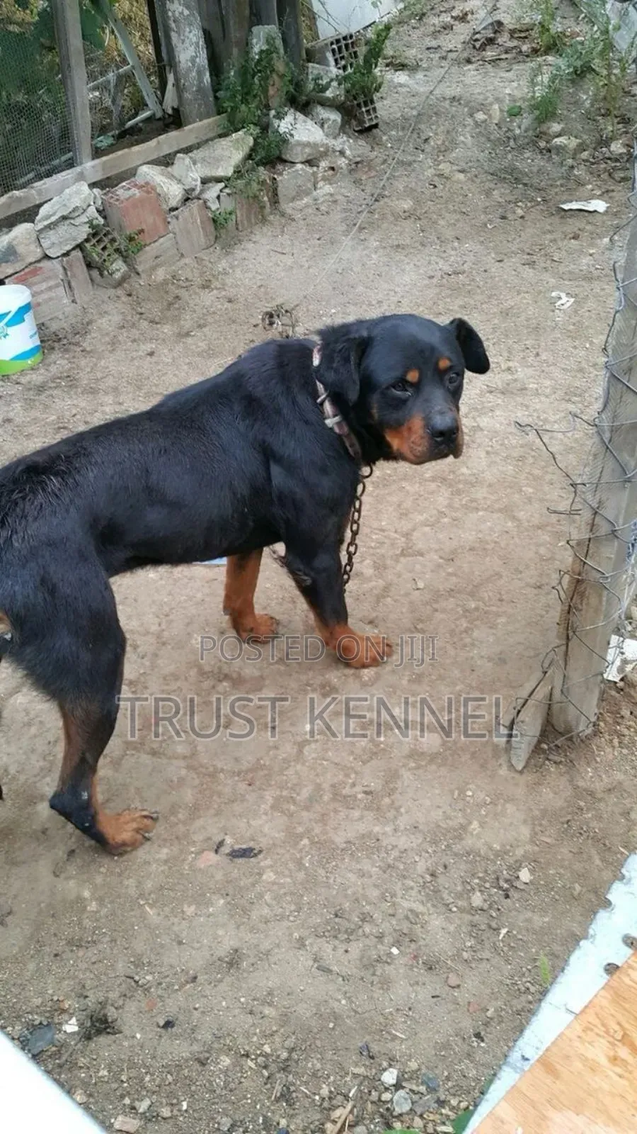 6-12 months Female Purebred Rottweiler