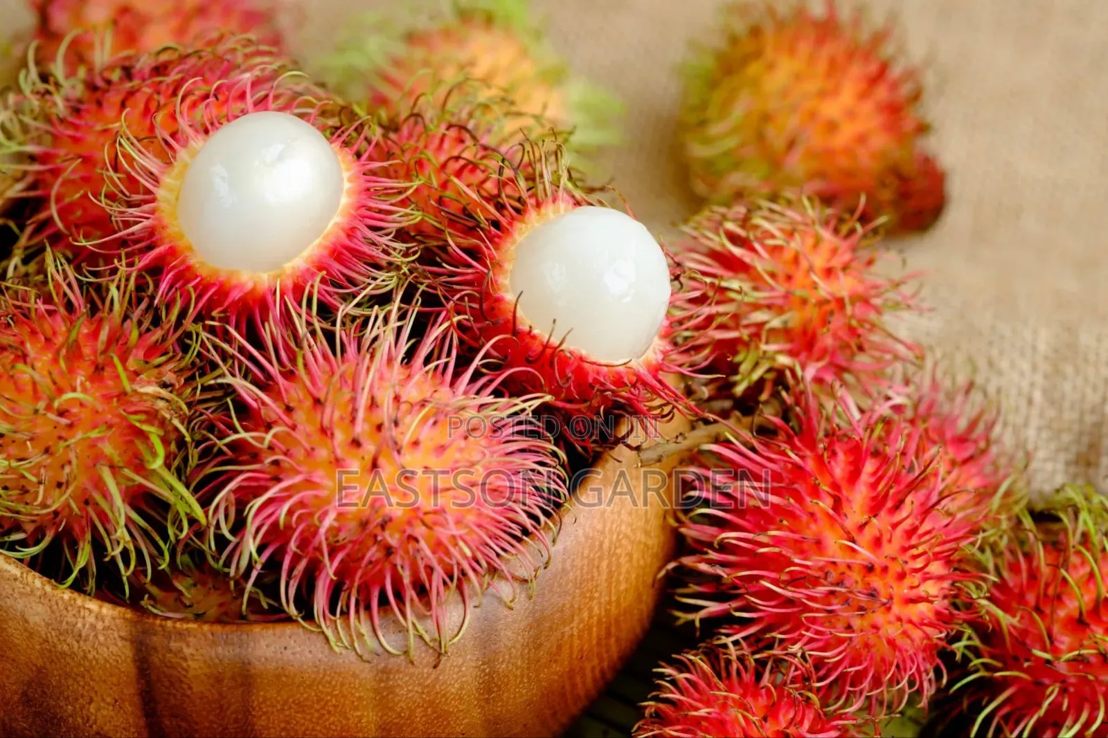 Rambutan Seedlings for Sale
