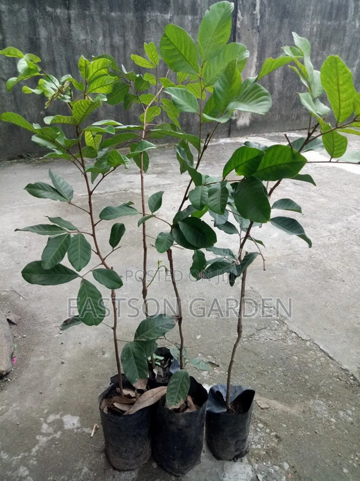 Rambutan Seedlings for Sale