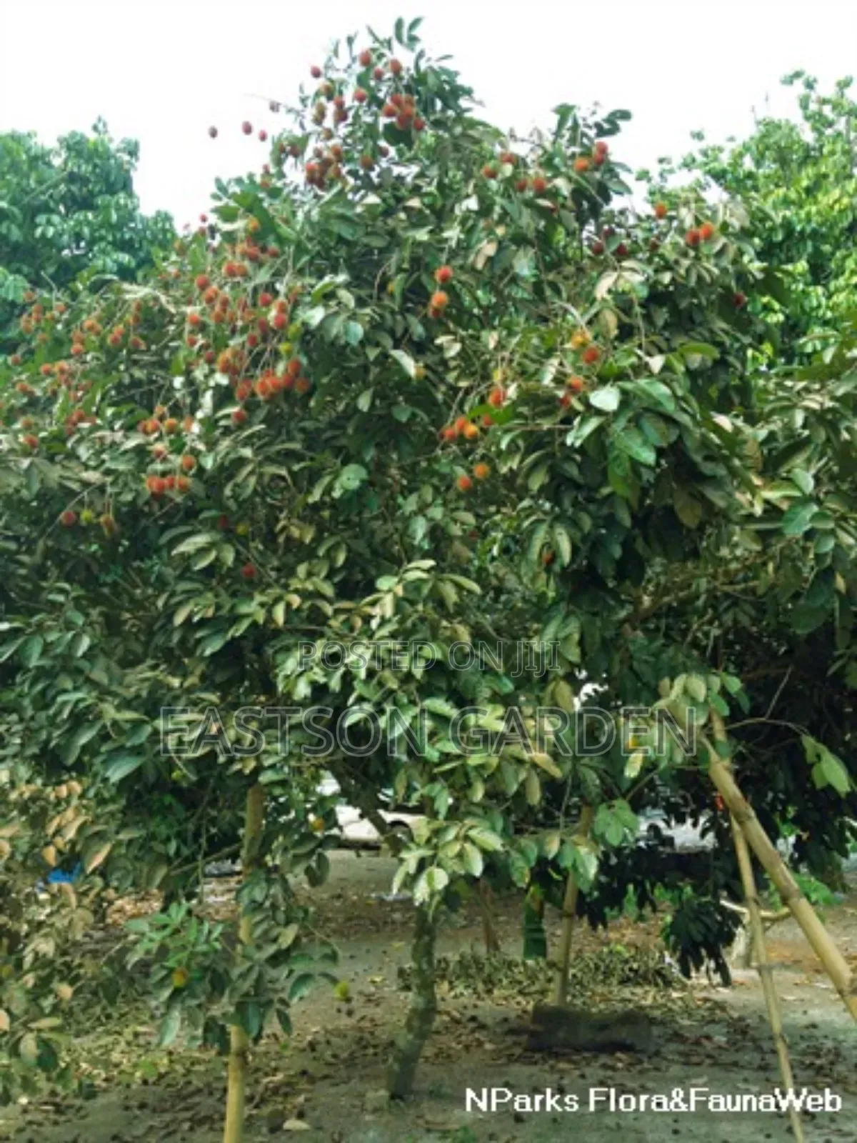 Rambutan Seedlings for Sale