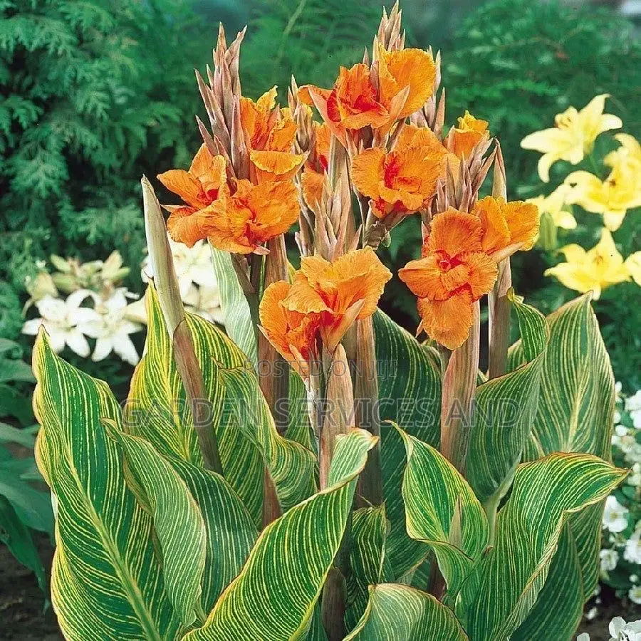 Canna Lilly for Sale