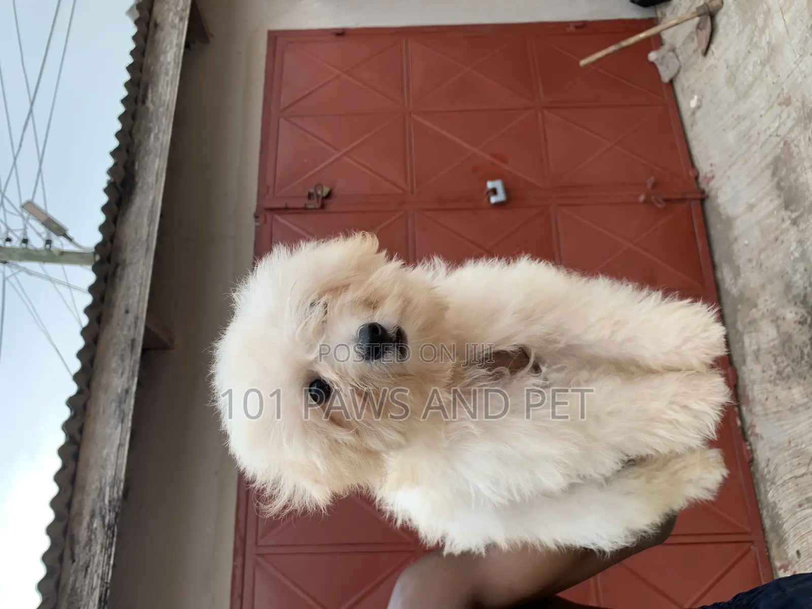1-3 months Female Purebred Poodle