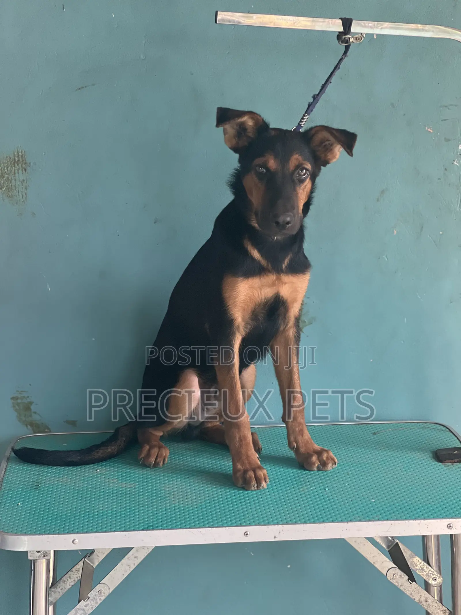 1-3 months Male Purebred German Shepherd