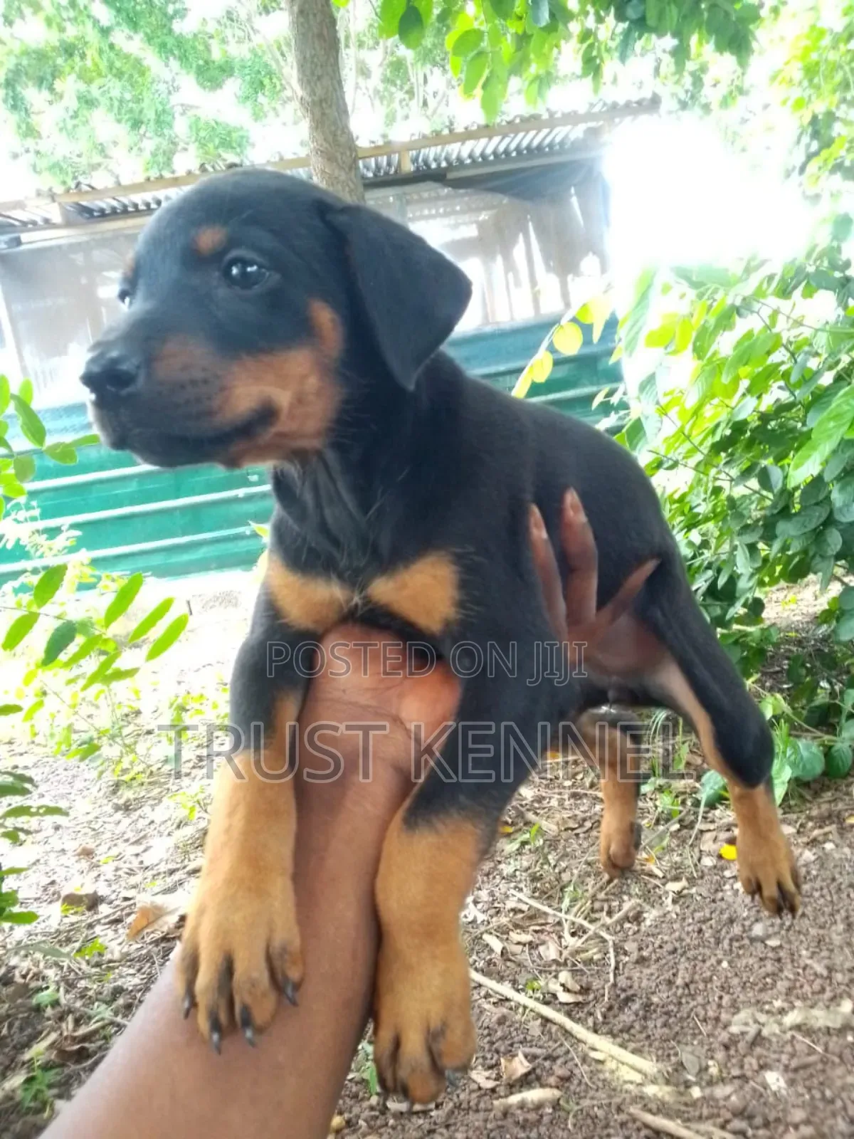 1-3 months Female Purebred Doberman Pinscher