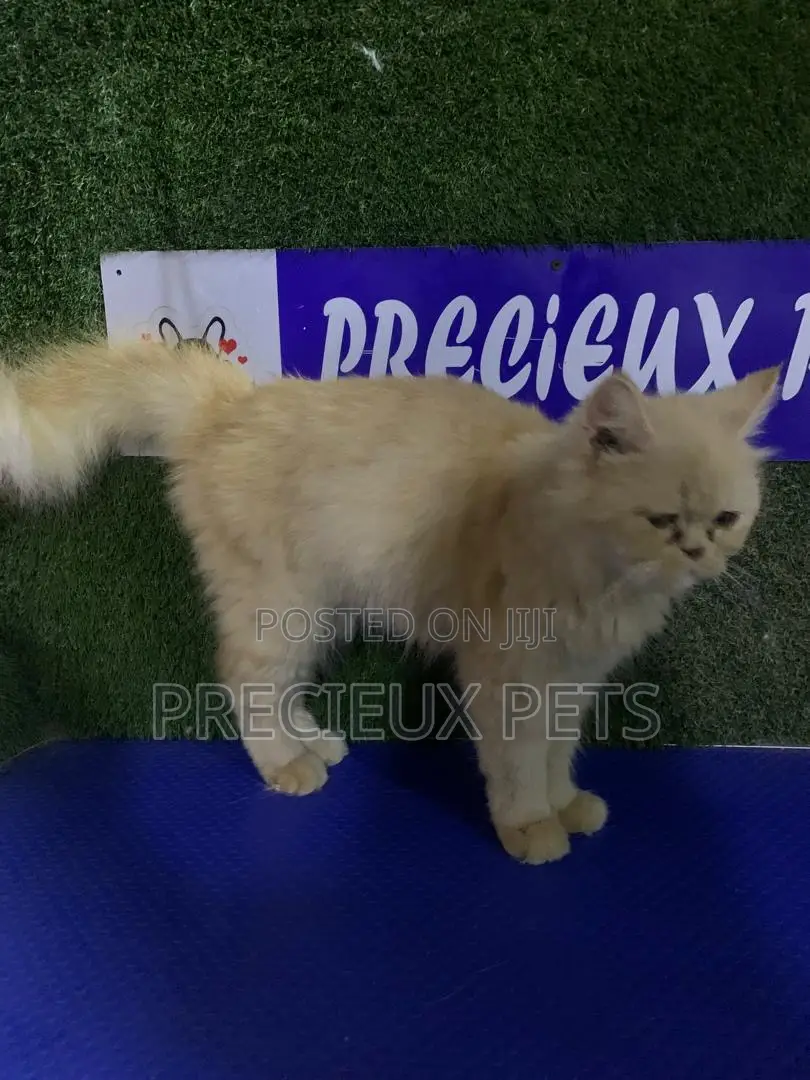 1+ year Female Purebred Persian