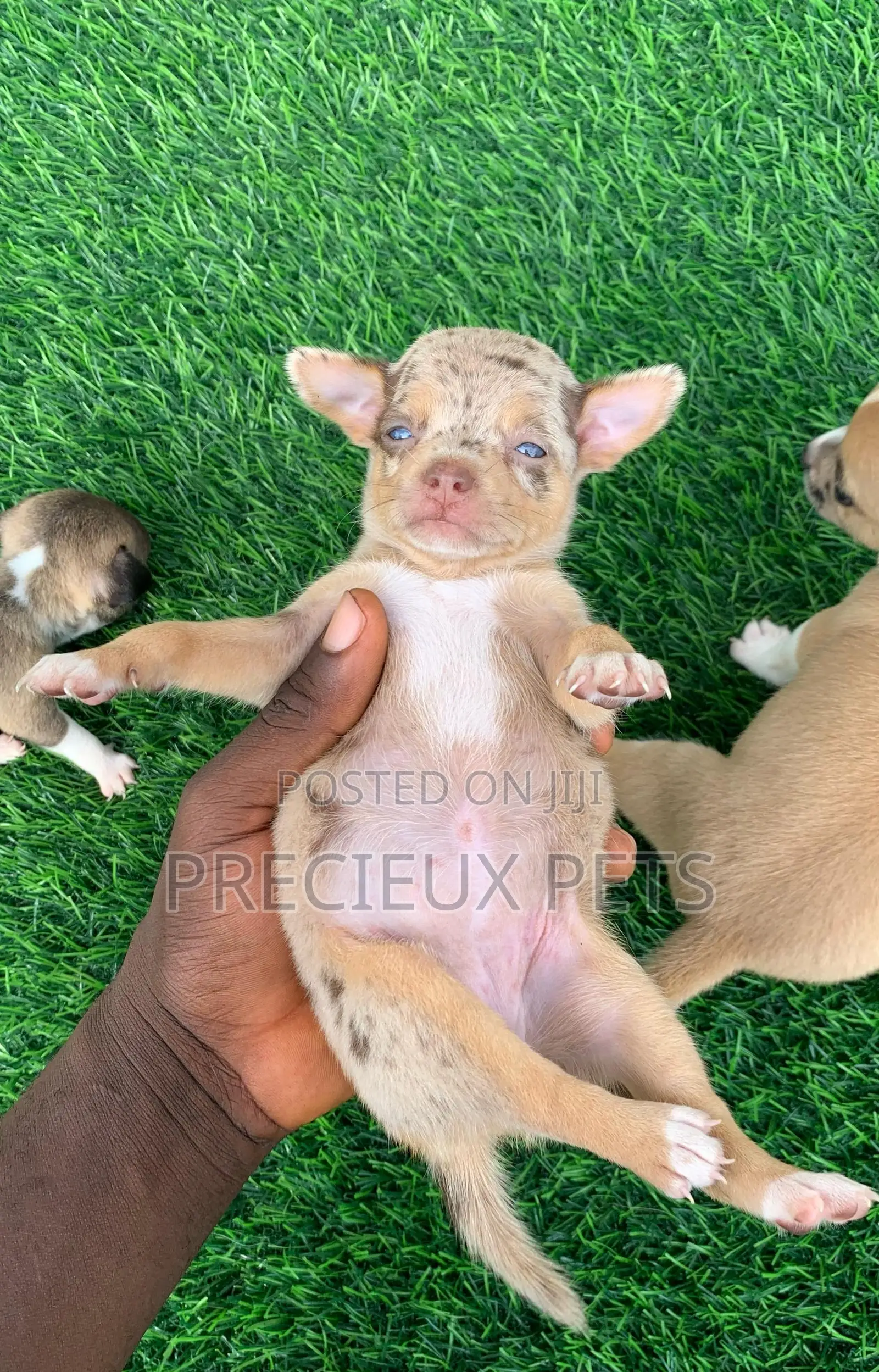 1-3 months Female Purebred Chihuahua