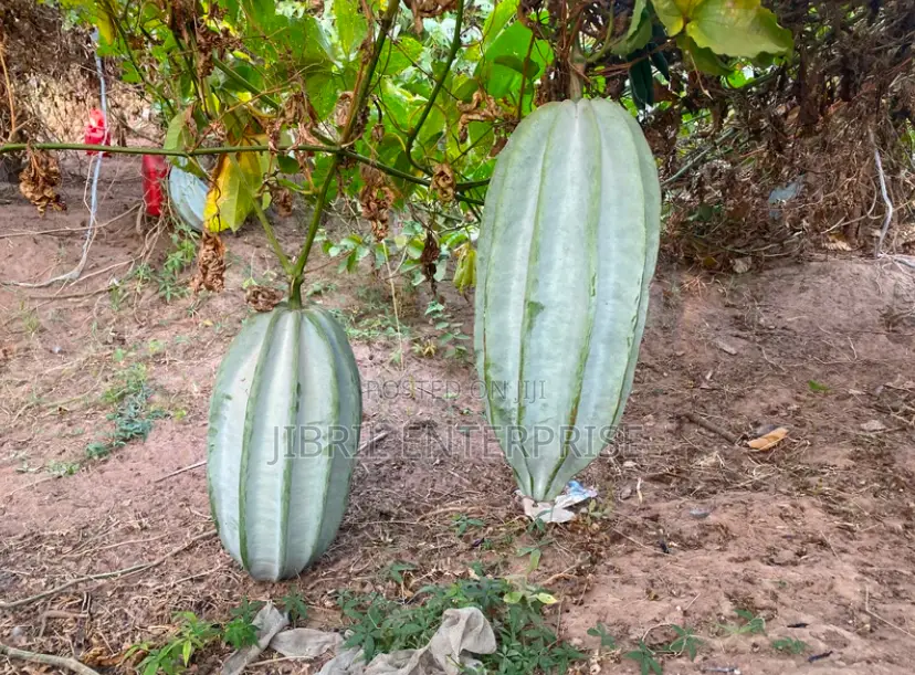 Fluted Pumpkin, Ugu, Telfairia Occidentalis Seeds