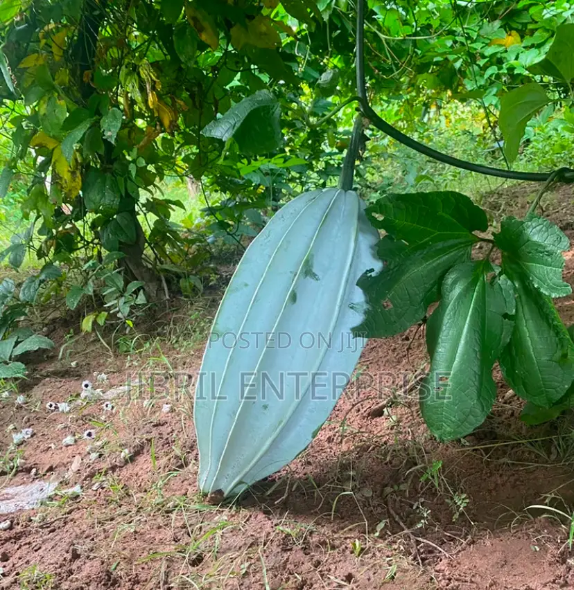 Fluted Pumpkin, Ugu, Telfairia Occidentalis Seeds