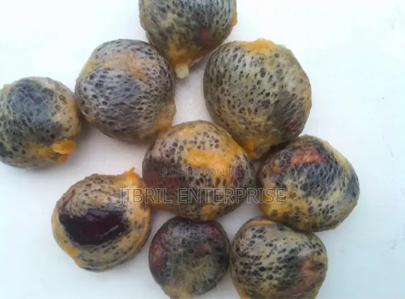 Fluted Pumpkin, Ugu, Telfairia Occidentalis Seeds