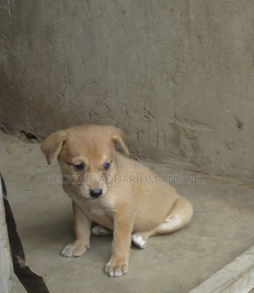 0-1 month Male Purebred Dog