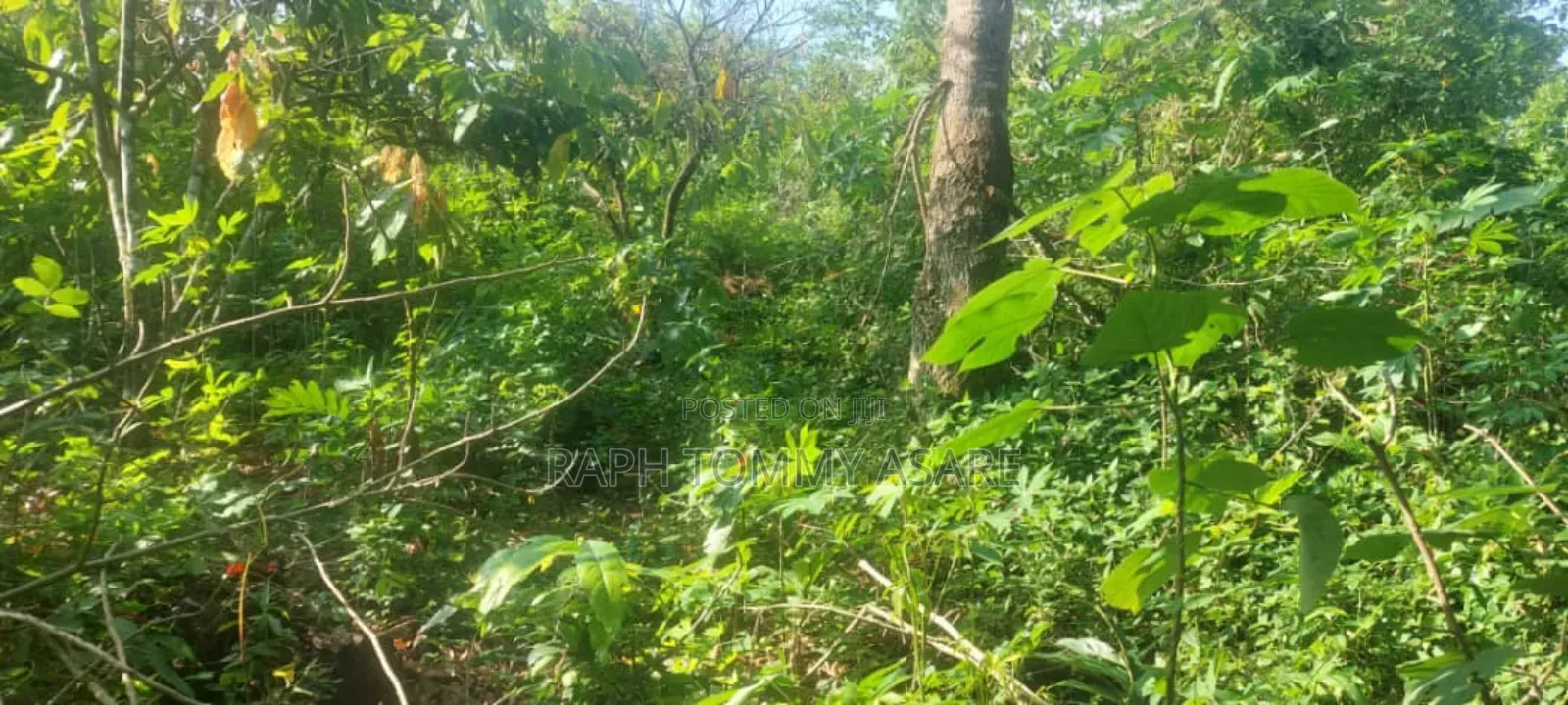 One Acre Farm Land Augently for Sale at Kwabere Kasaam