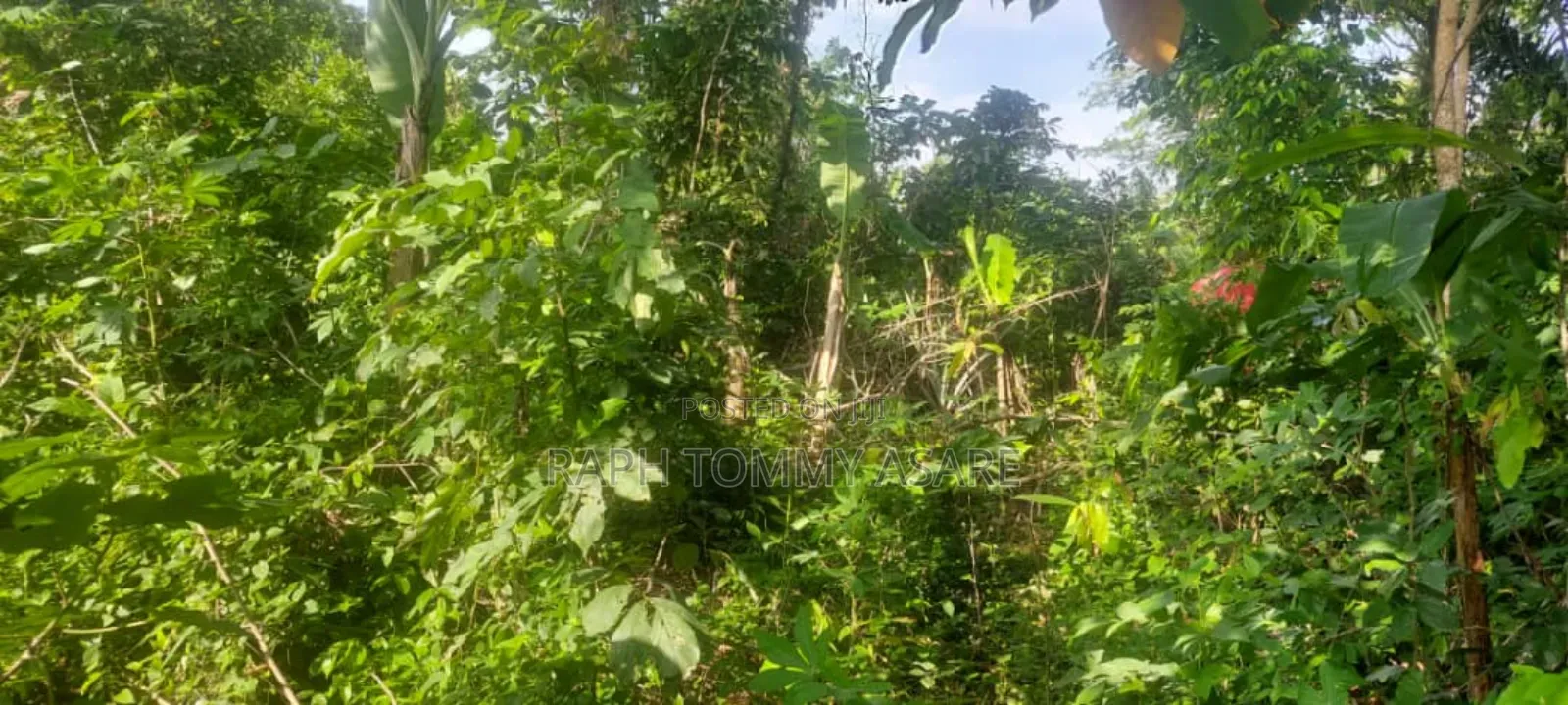 One Acre Farm Land Augently for Sale at Kwabere Kasaam