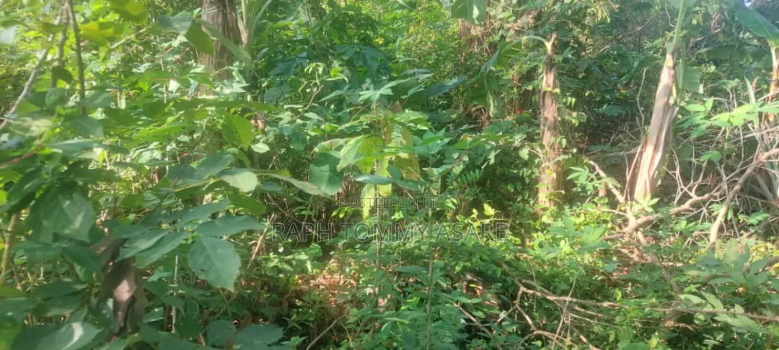 One Acre Farm Land Augently for Sale at Kwabere Kasaam