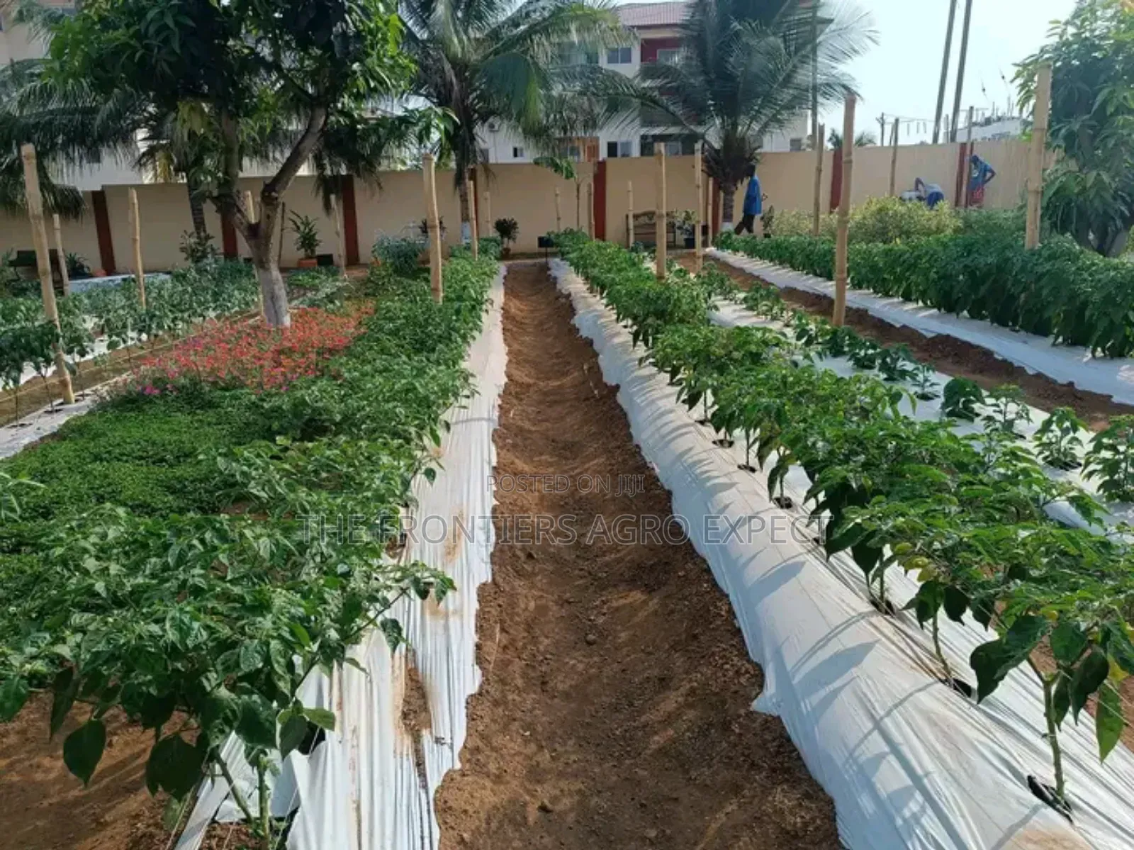 Backyard Vegetable Irrigation Farm Setup