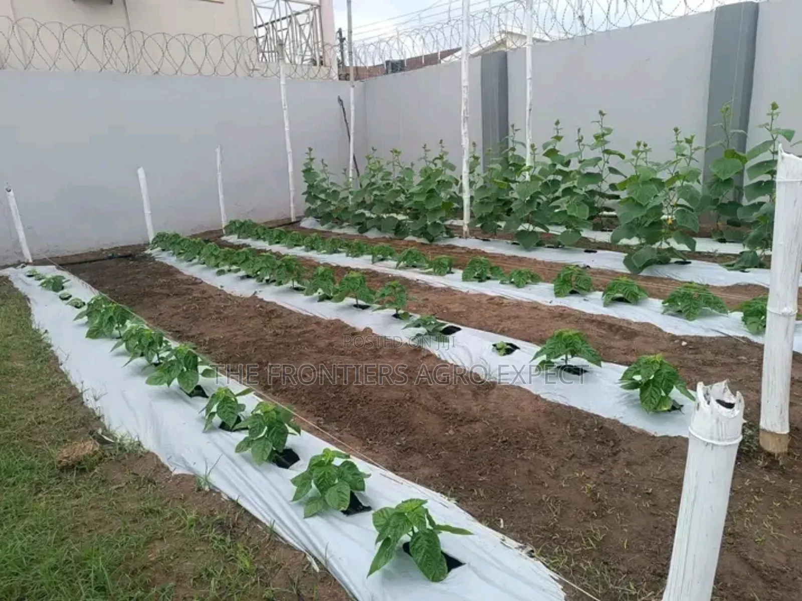 Backyard Vegetable Irrigation Farm Setup