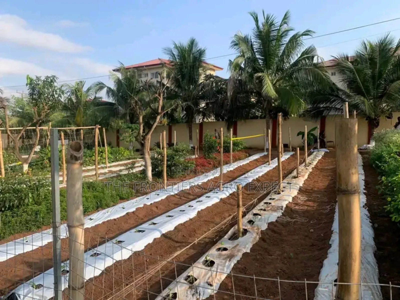 Backyard Vegetable Irrigation Farm Setup