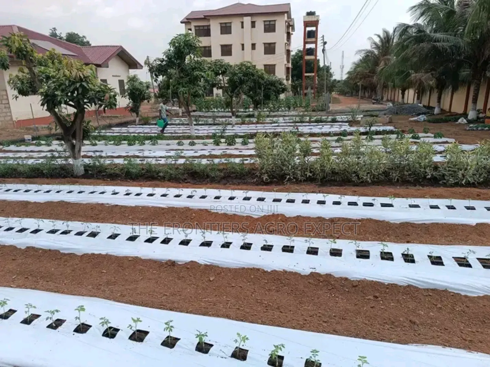 Backyard Vegetable Irrigation Farm Setup