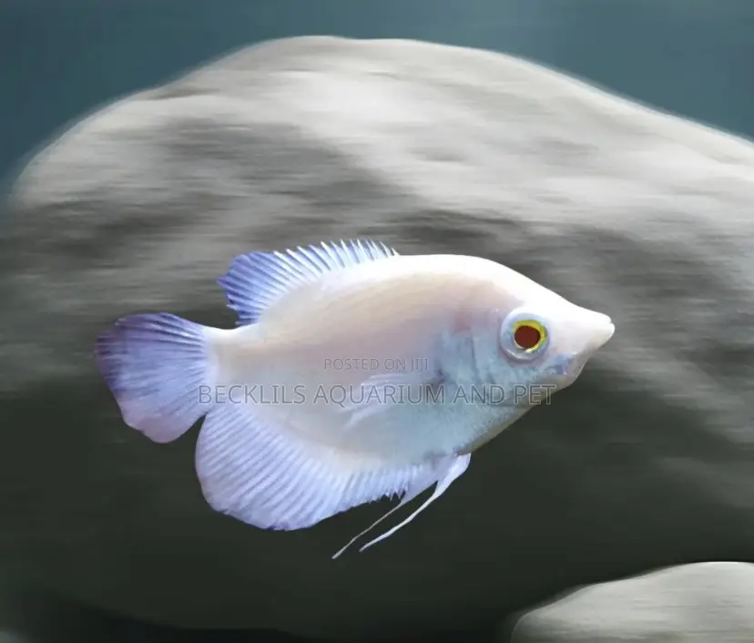 White Gourami Fish