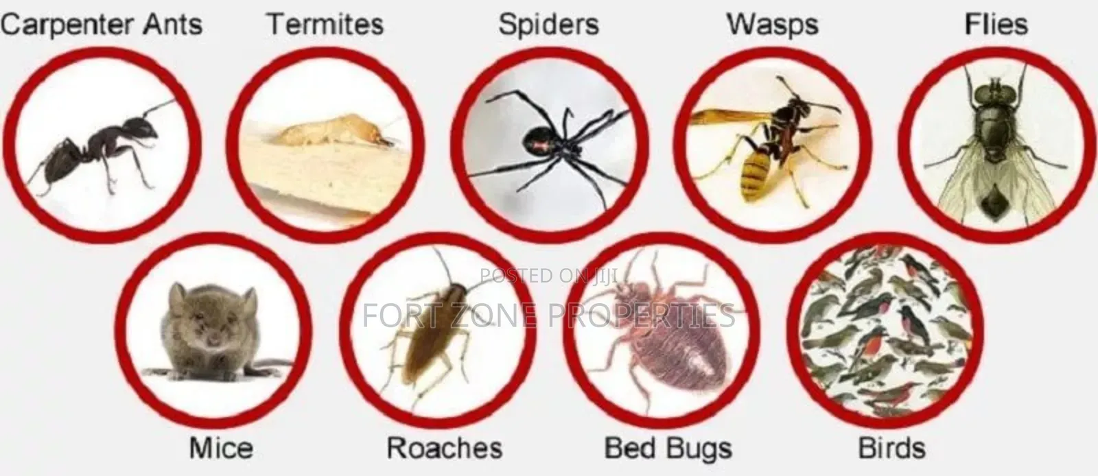 Legon Hills Fumigation Service With Cleantex
