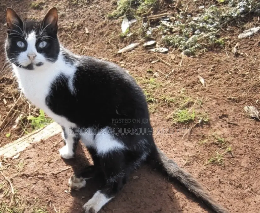 6-12 months Female Purebred Cat