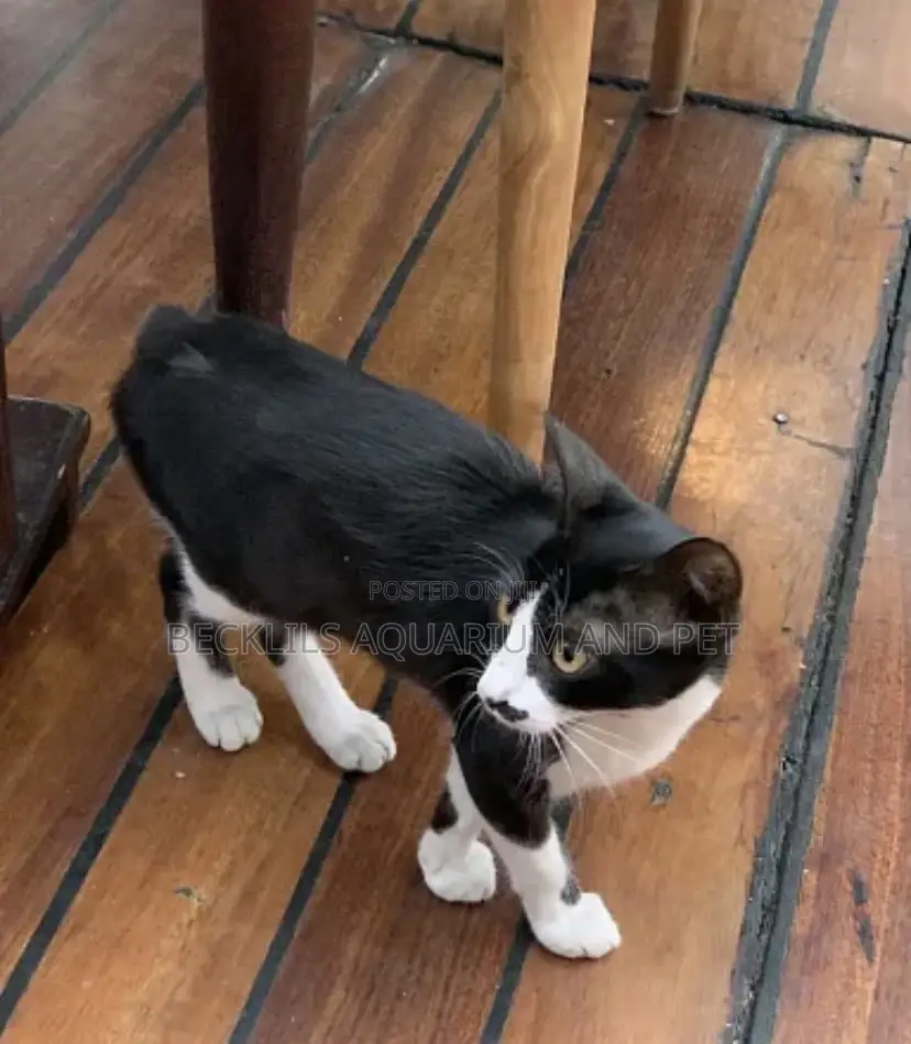 6-12 months Female Purebred Cat
