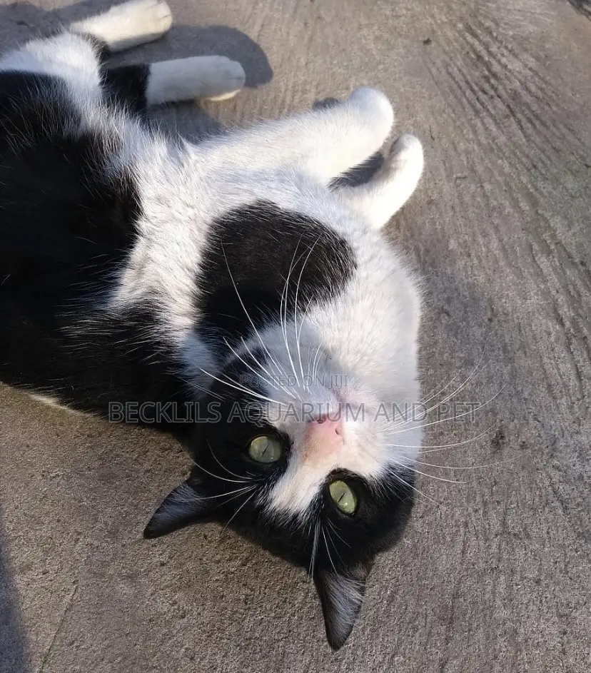 6-12 months Female Purebred Cat