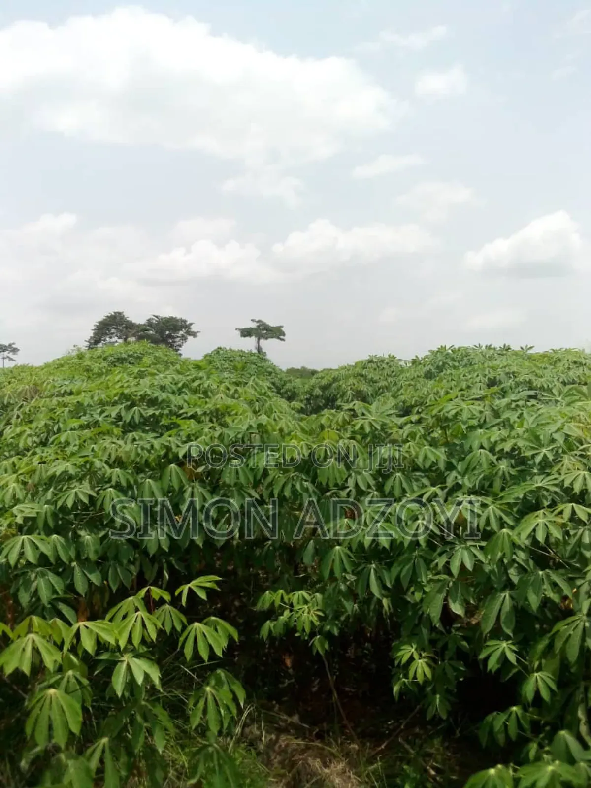 50,000 Acres of Farm Land for Sale