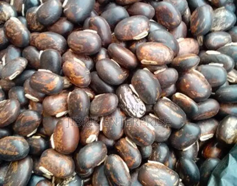 Brownish-Black Mucuna Pruriens, Velvet Beans