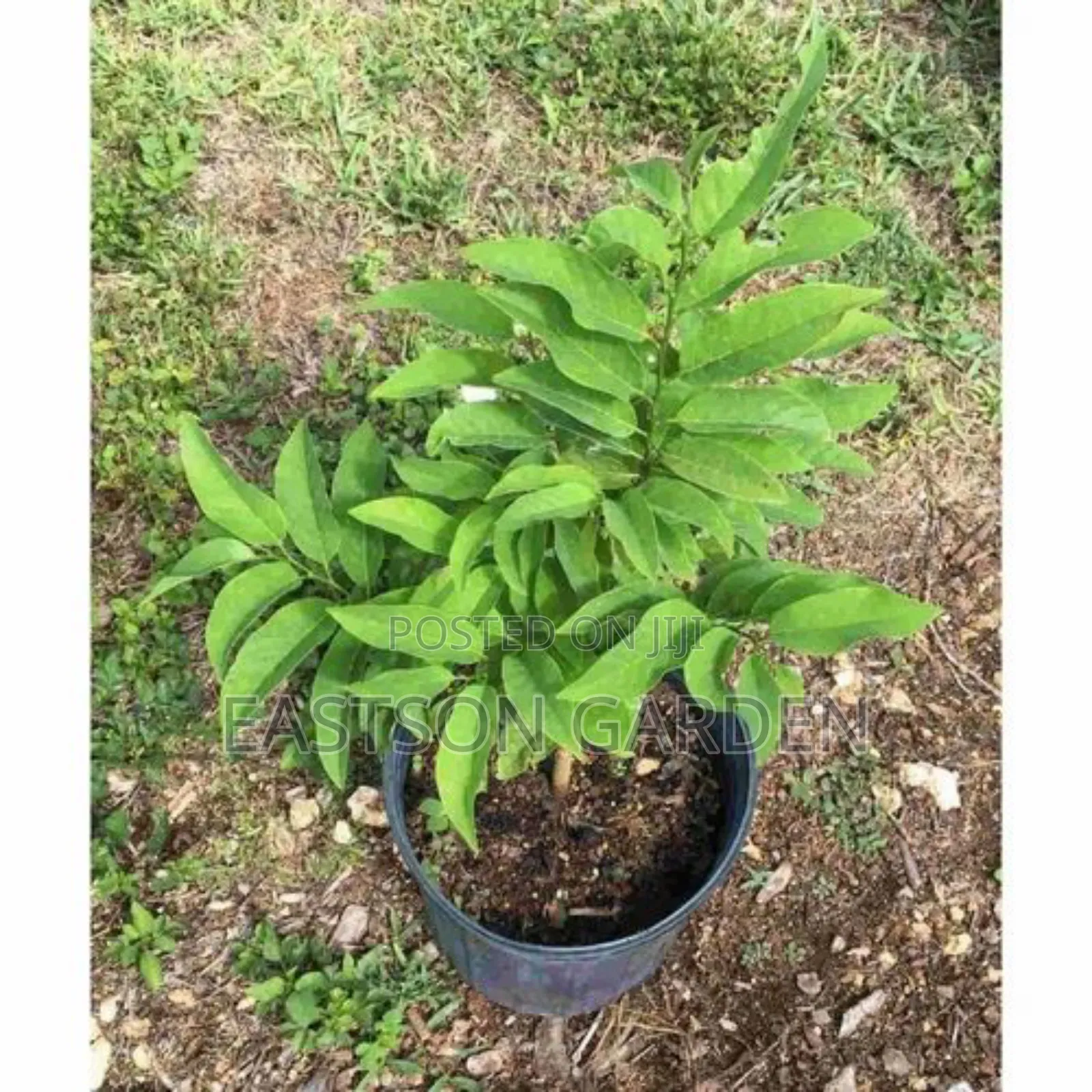 Exotic Sweet Apple (Sugar Apple) Seedlings