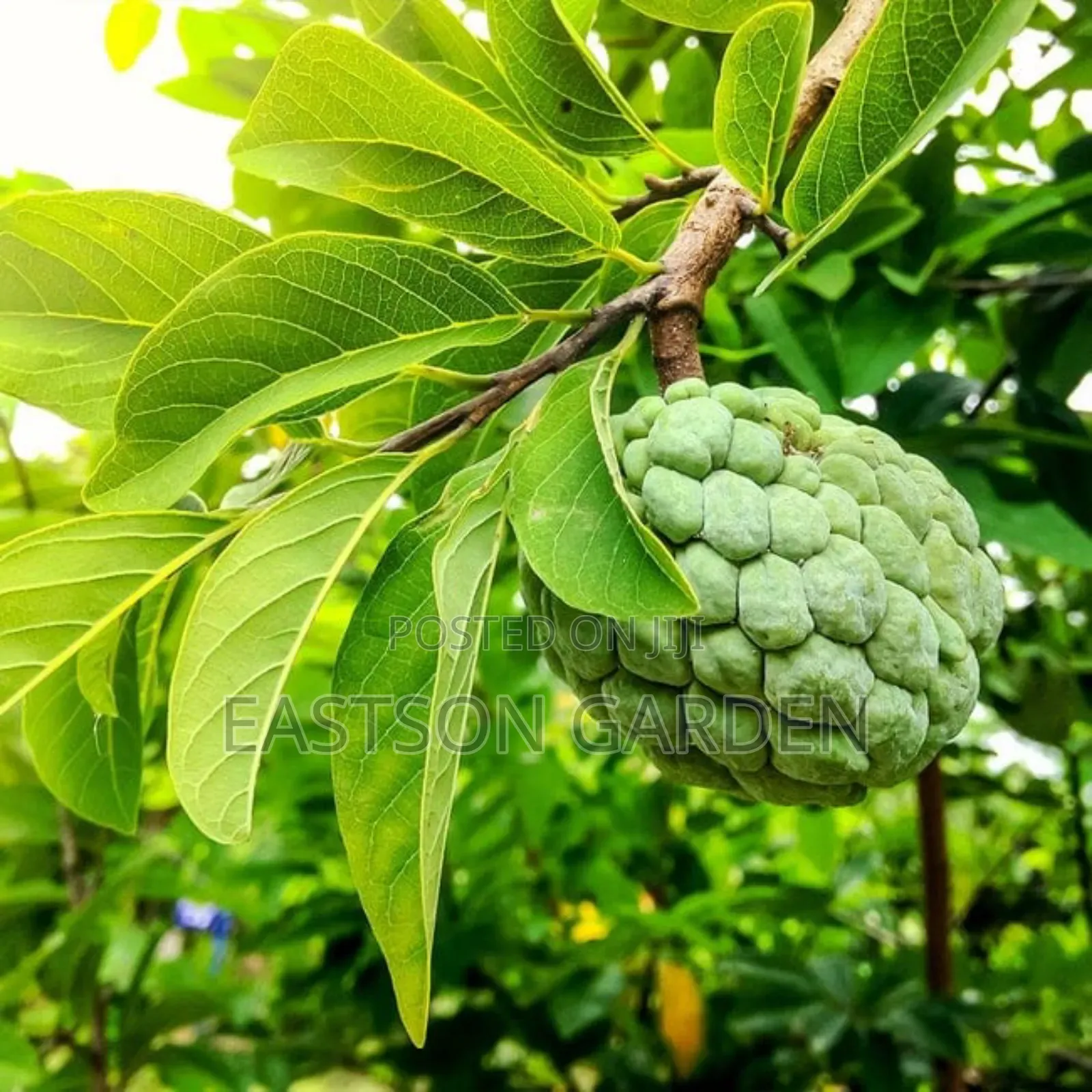 Exotic Sweet Apple (Sugar Apple) Seedlings