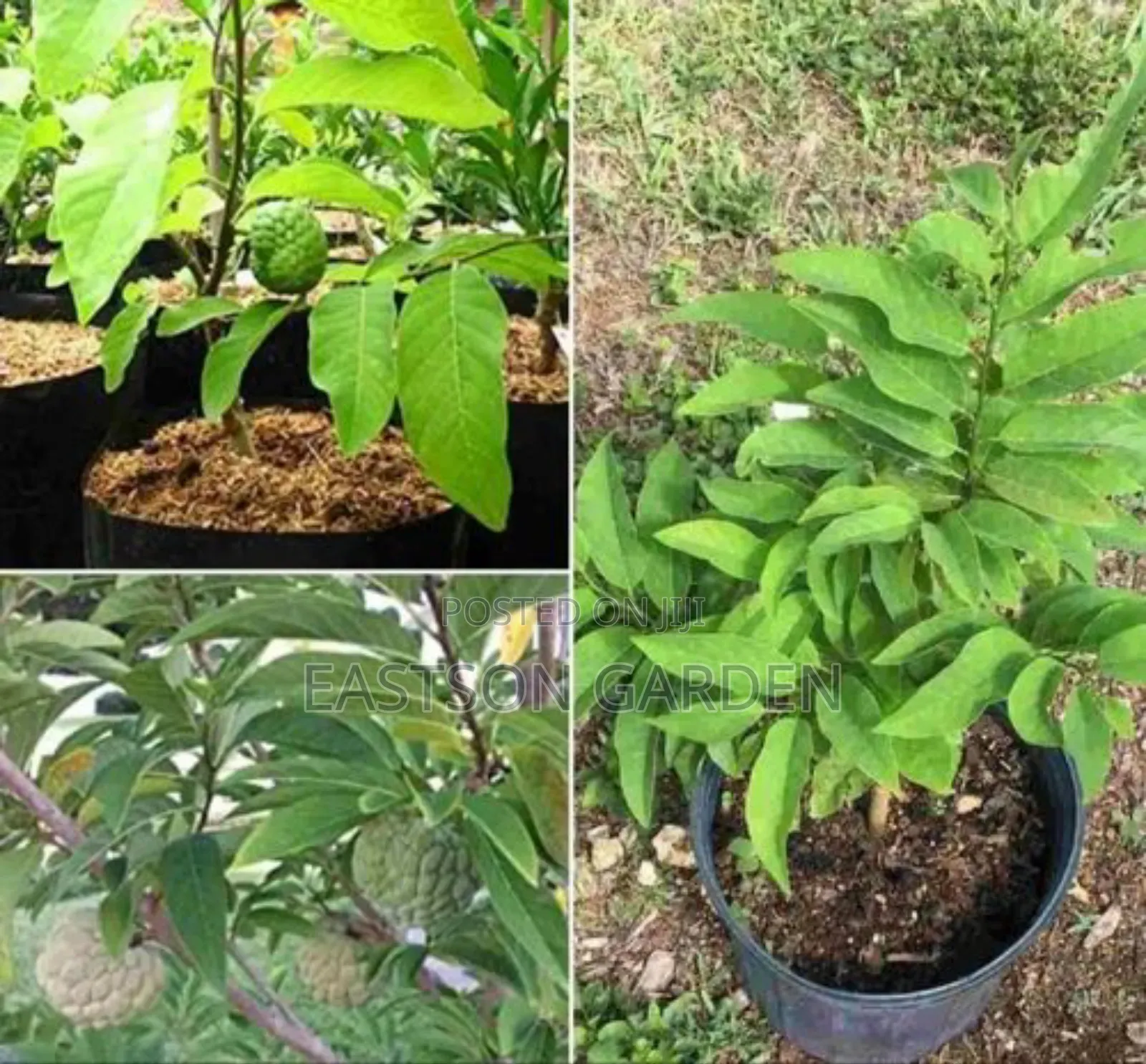 Exotic Sweet Apple (Sugar Apple) Seedlings