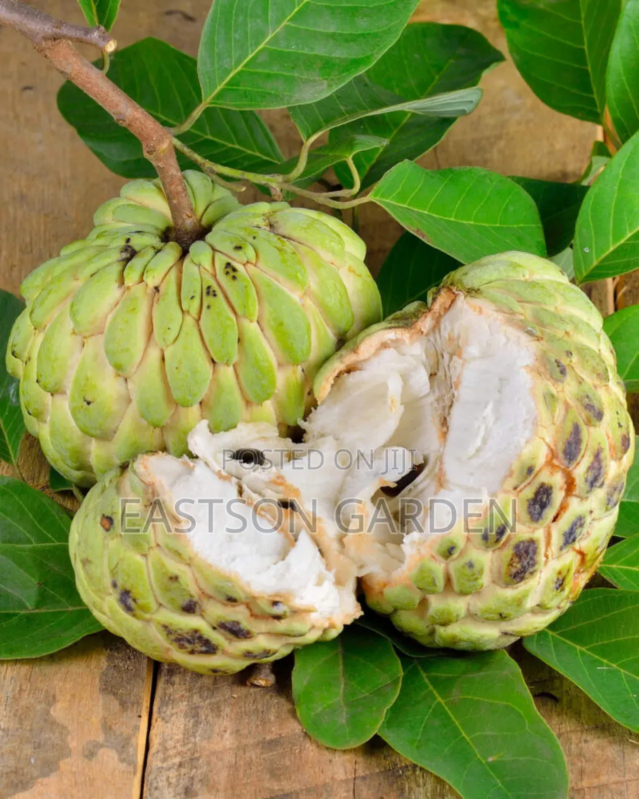 Exotic Sweet Apple (Sugar Apple) Seedlings