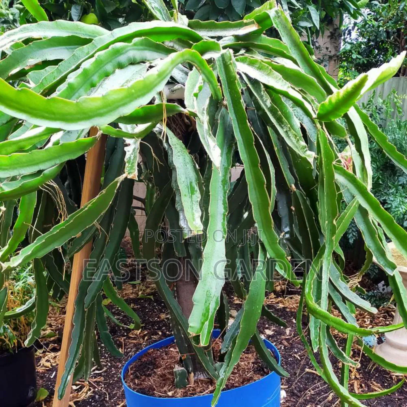 White Vietnam Dragon Fruits Exotic Fruits
