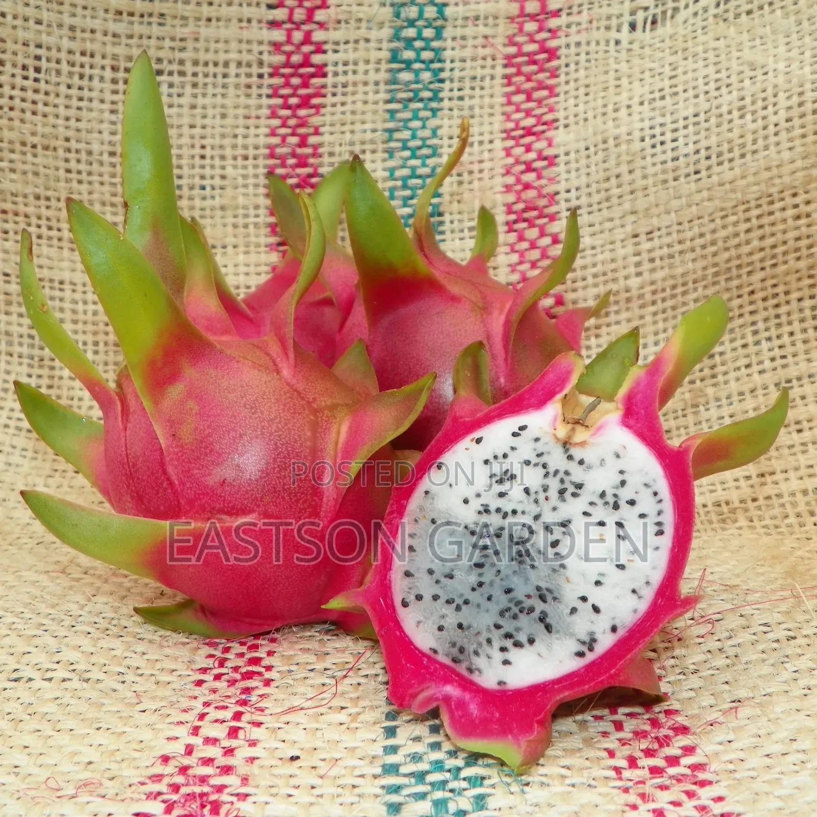 White Vietnam Dragon Fruits Exotic Fruits