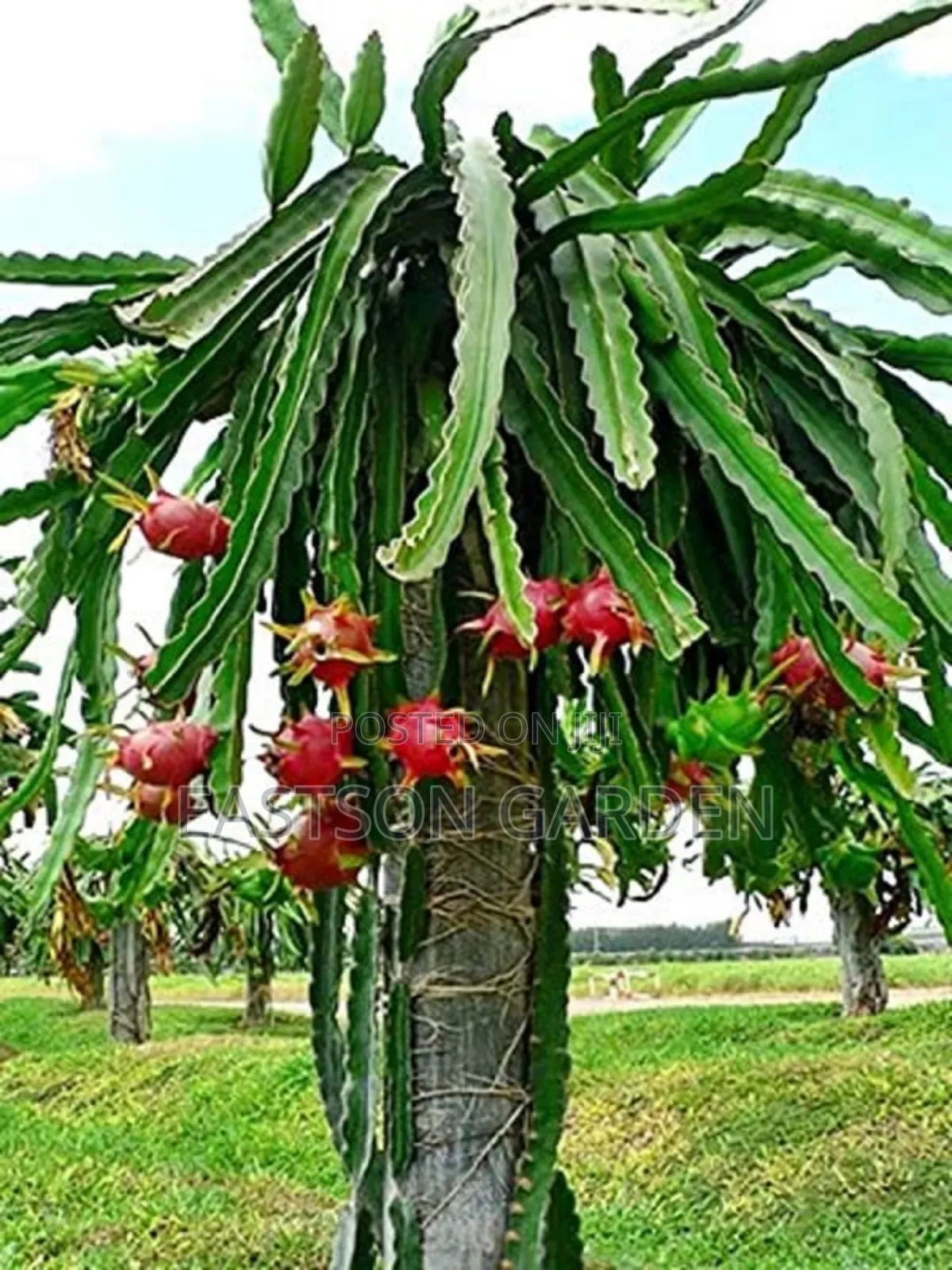 Exotic Dragon Fruits Seedlings