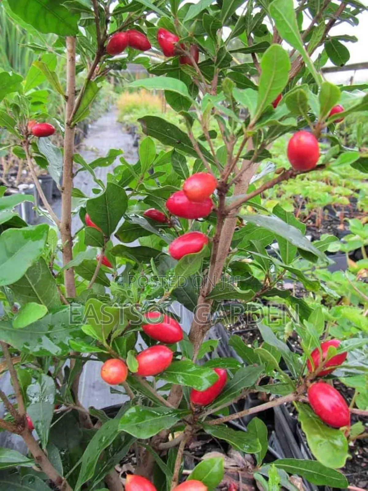 Miracle Berry Seedlings