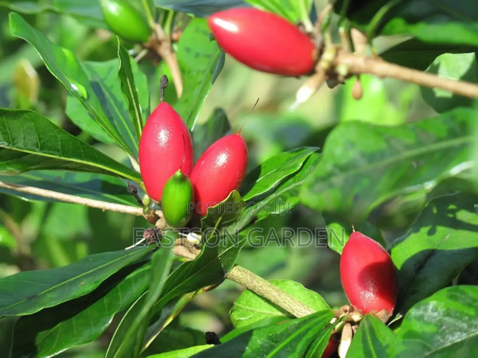 Miracle Berry Seedlings