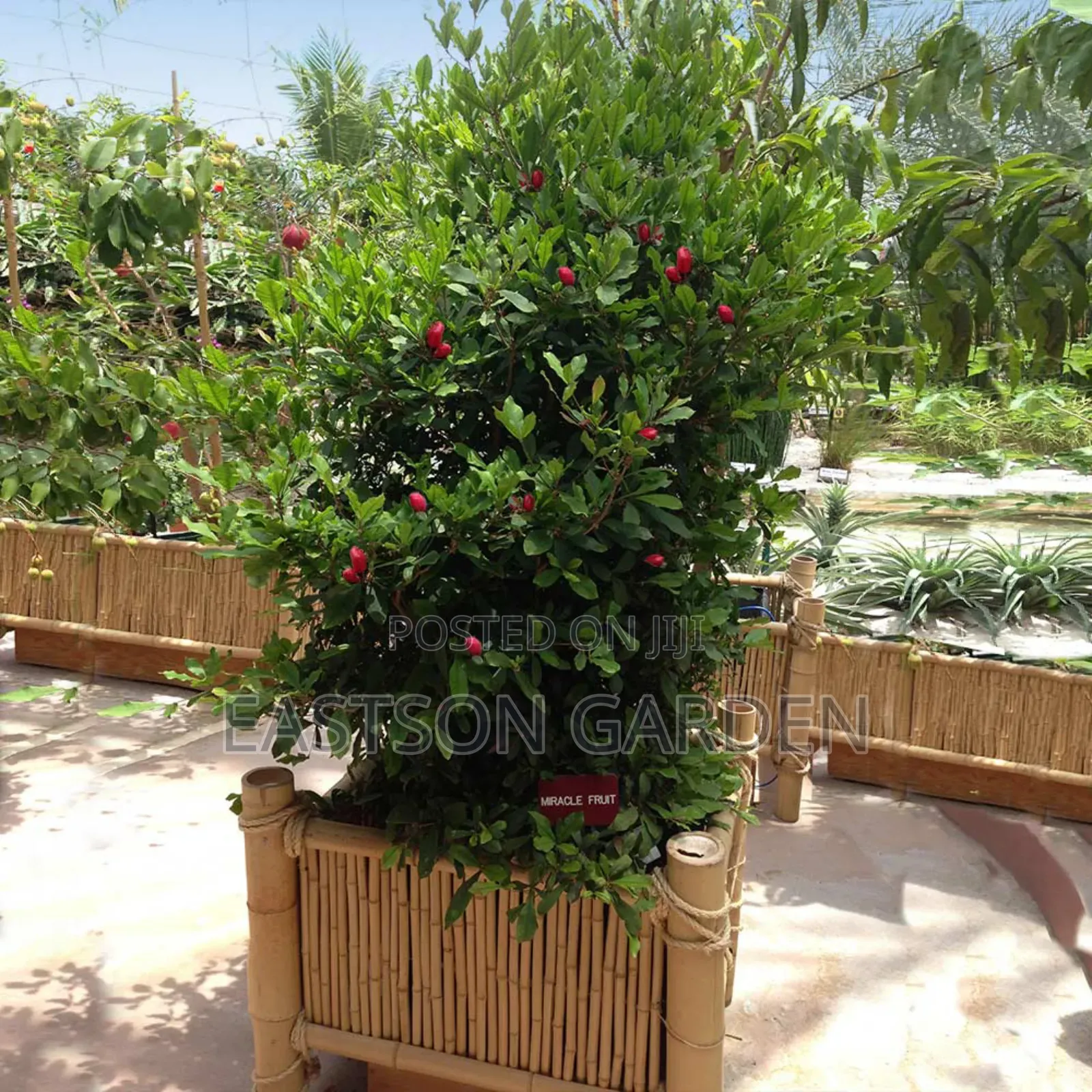 Miracle Berry Seedlings